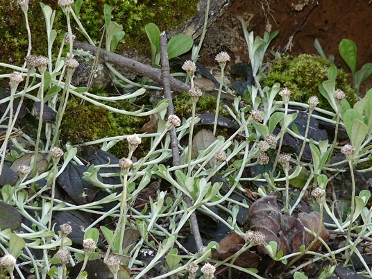 {Antennaria solitaria}